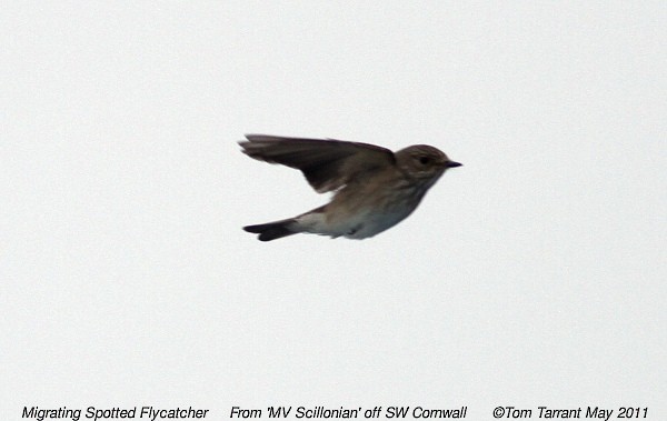 Spotted Flycatcher - ML39488971