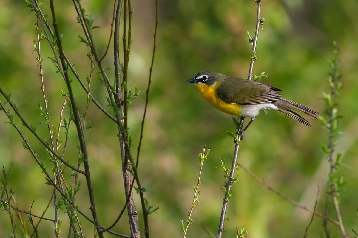 Yellow-breasted Chat - ML394900461