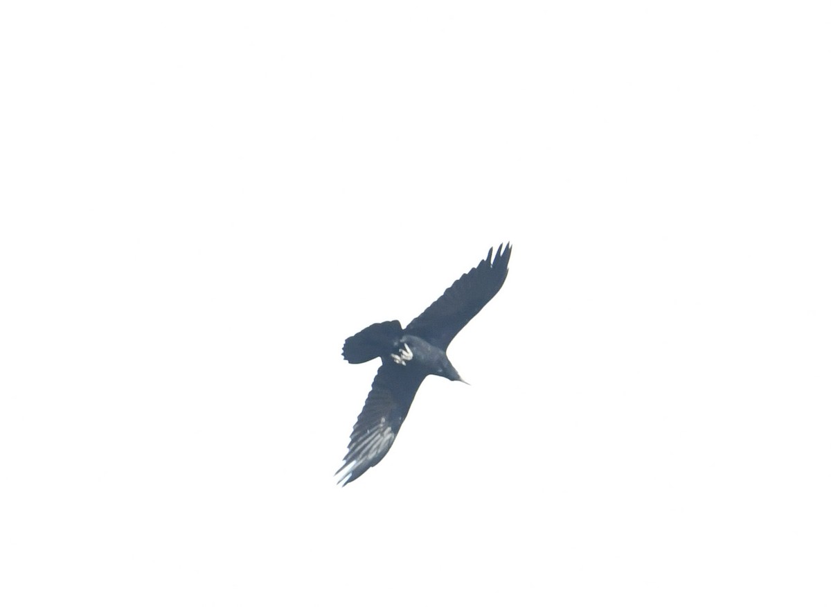Chihuahuan Raven - ML394902251