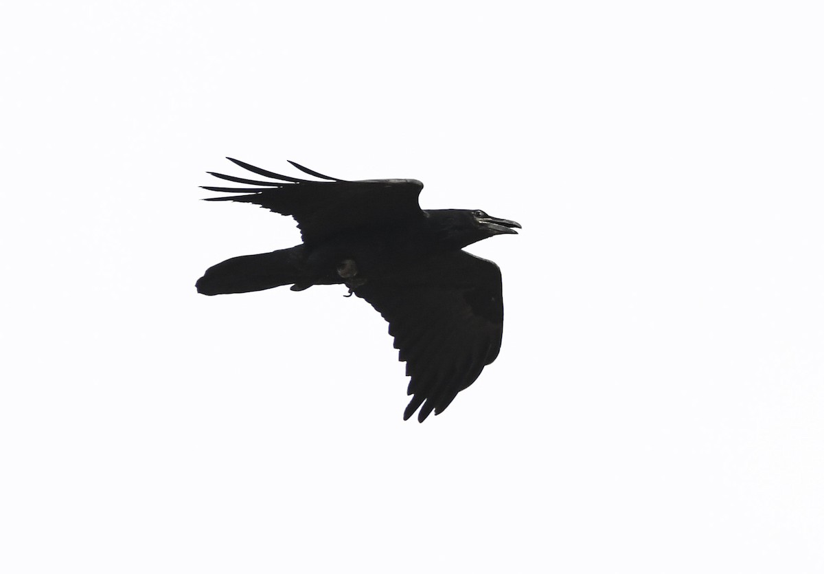 Chihuahuan Raven - Trevor Ambrico