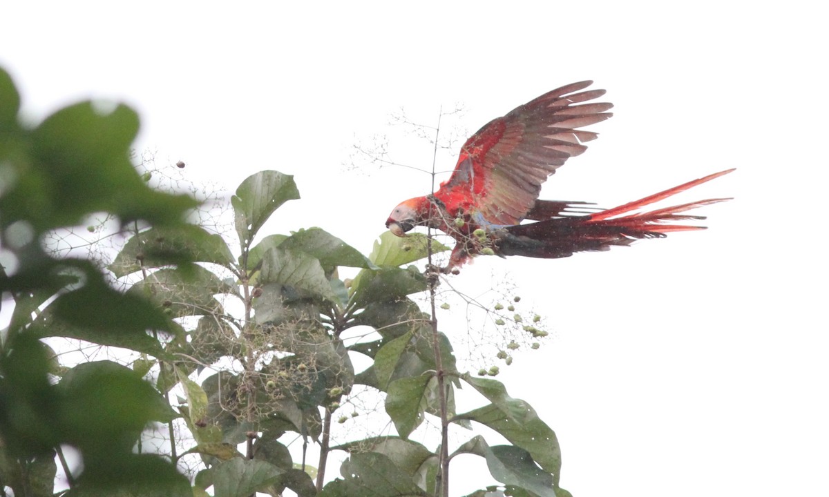 Scarlet Macaw - Sean Fitzgerald