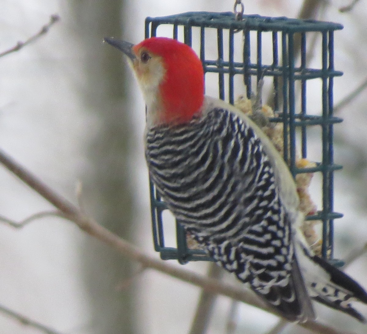 Red-bellied Woodpecker - ML394906131
