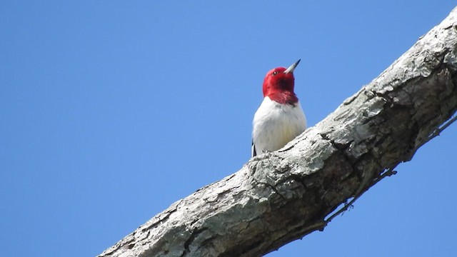 Red-headed Woodpecker - ML394906441