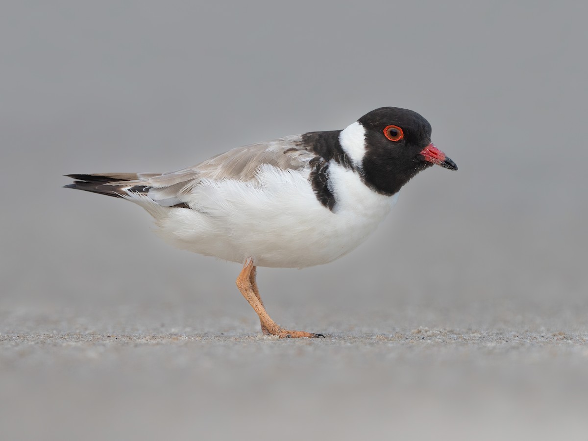 Hooded Plover - Thinornis cucullatus - Birds of the World