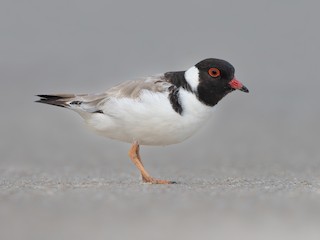  - Hooded Plover