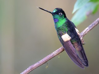  - Buff-winged Starfrontlet