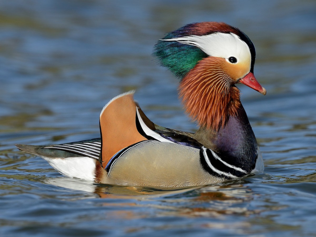 Mandarin Ducks