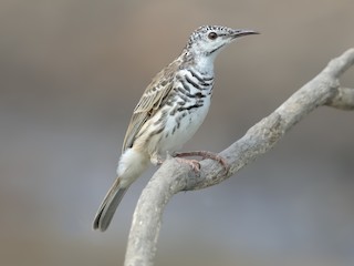  - Bar-breasted Honeyeater