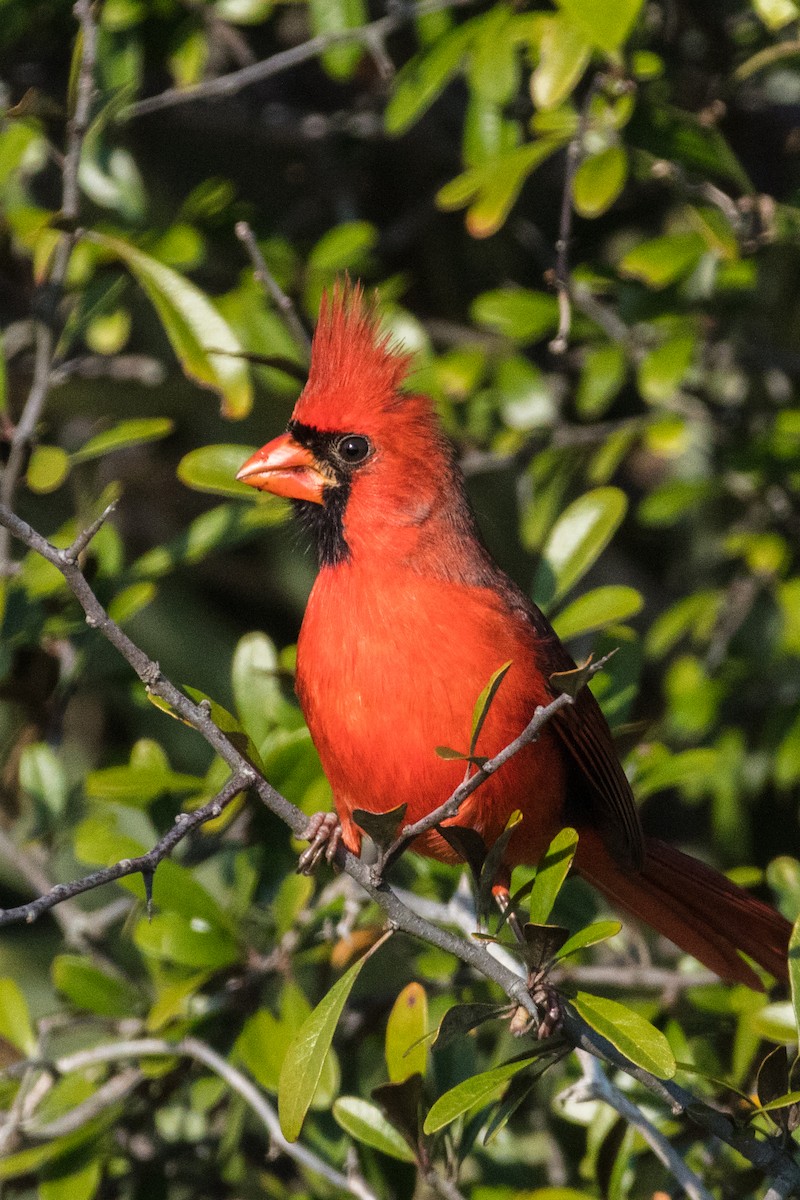 Cardinal rouge - ML394921281