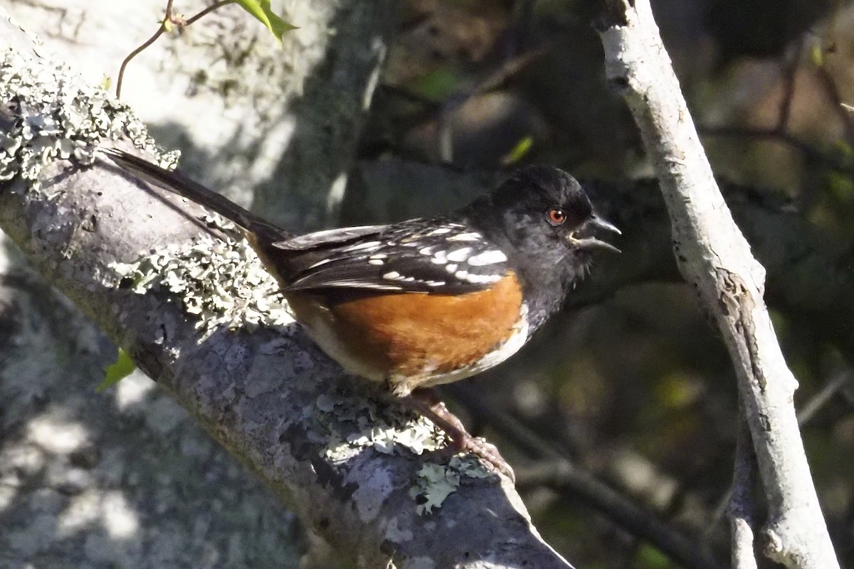 Spotted Towhee - ML394924801