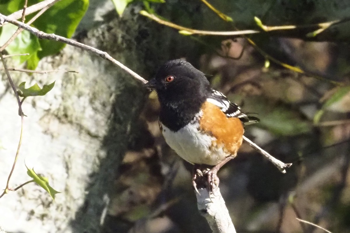 Spotted Towhee - ML394924831