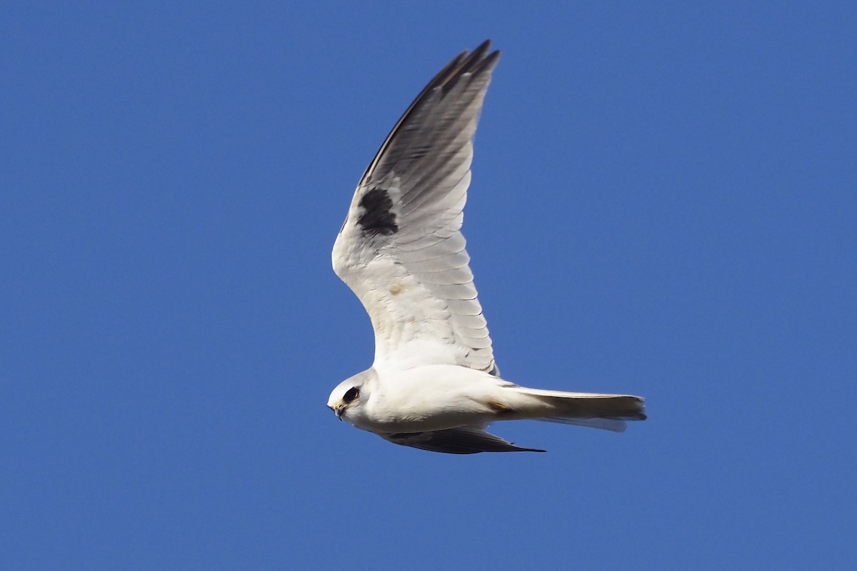 White-tailed Kite - ML394926061
