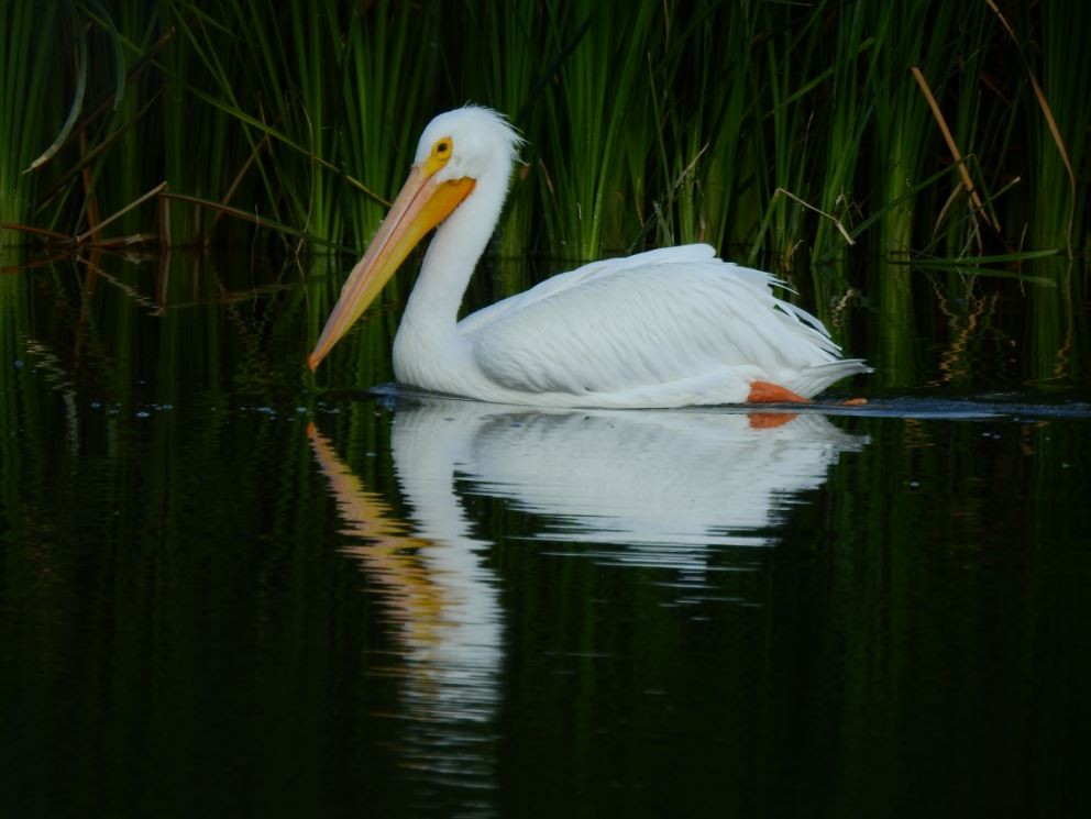 American White Pelican - Jeff and Allison Gross