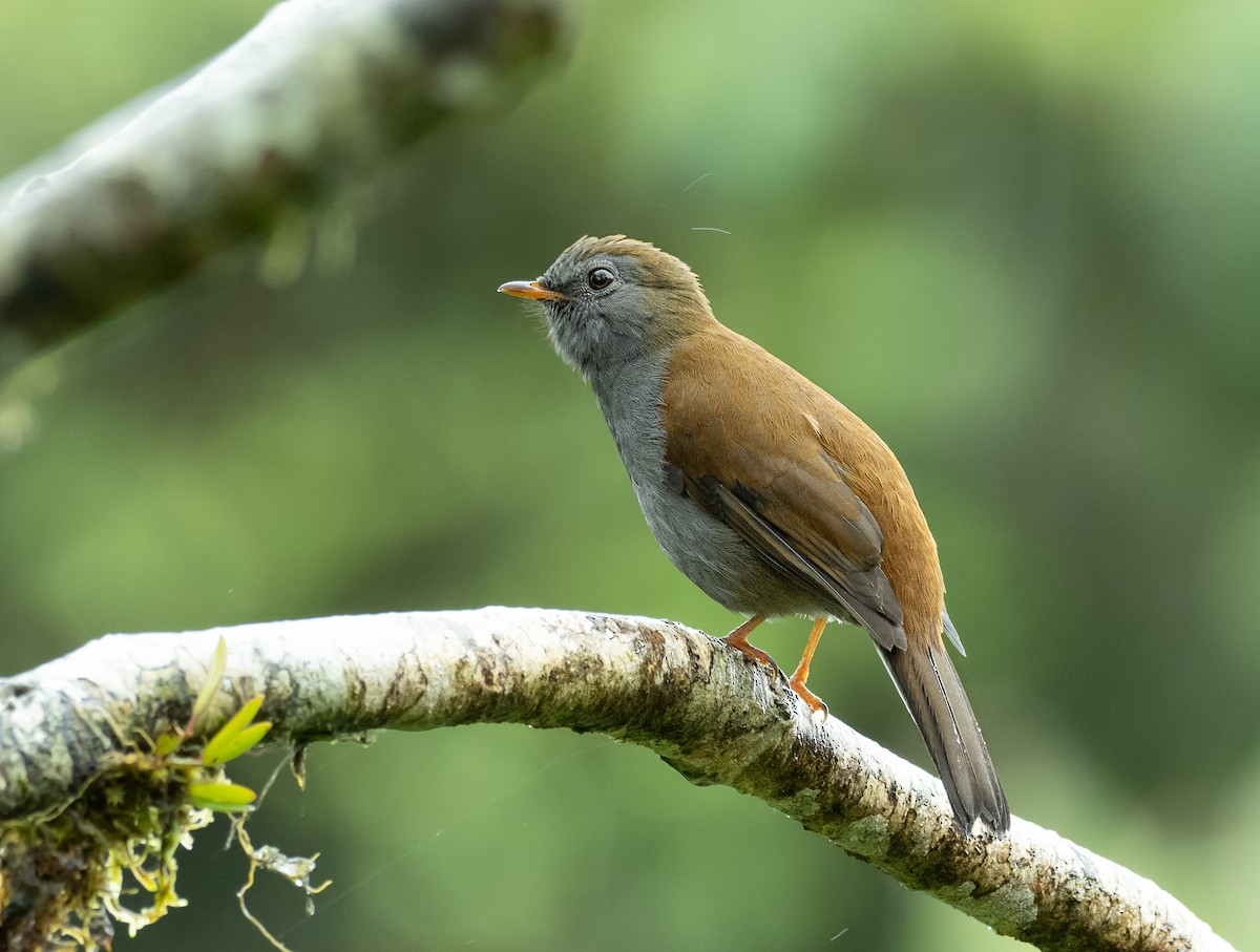 Andean Solitaire - ML394938081