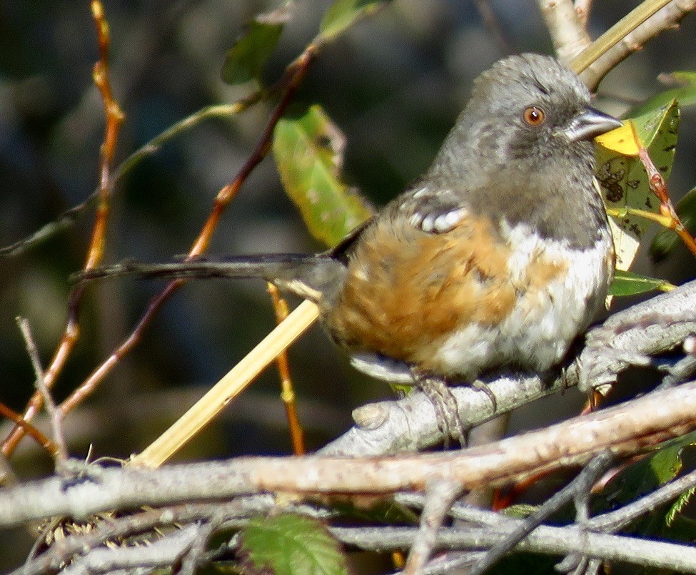 Spotted Towhee - ML394951161