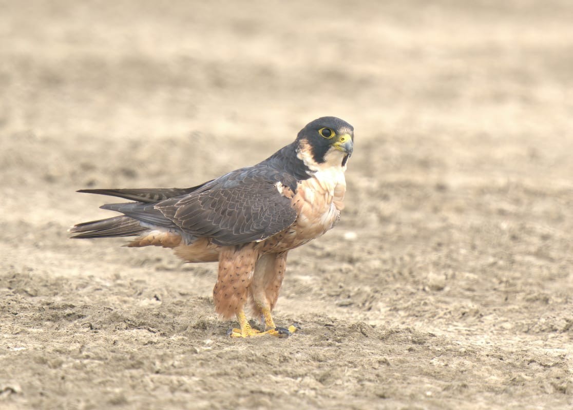 Peregrine Falcon (Shaheen) - ML394951251