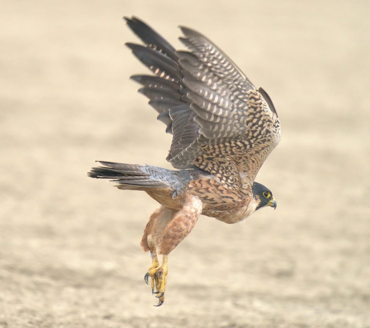 Peregrine Falcon (Shaheen) - ML394951271