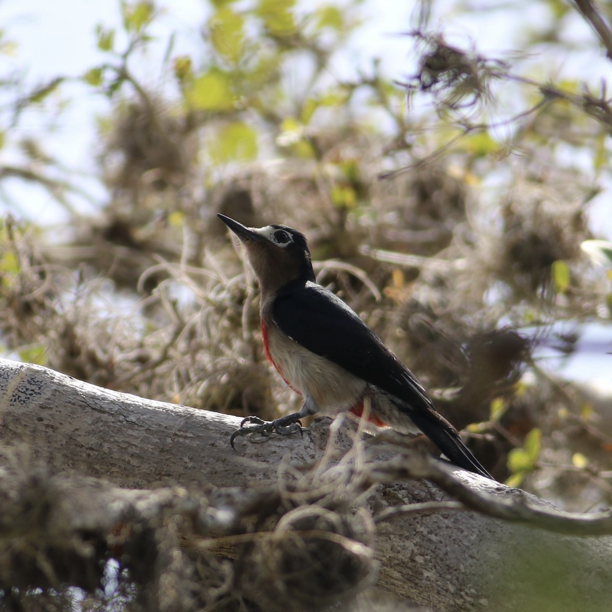 Puerto Rican Woodpecker - ML394955391