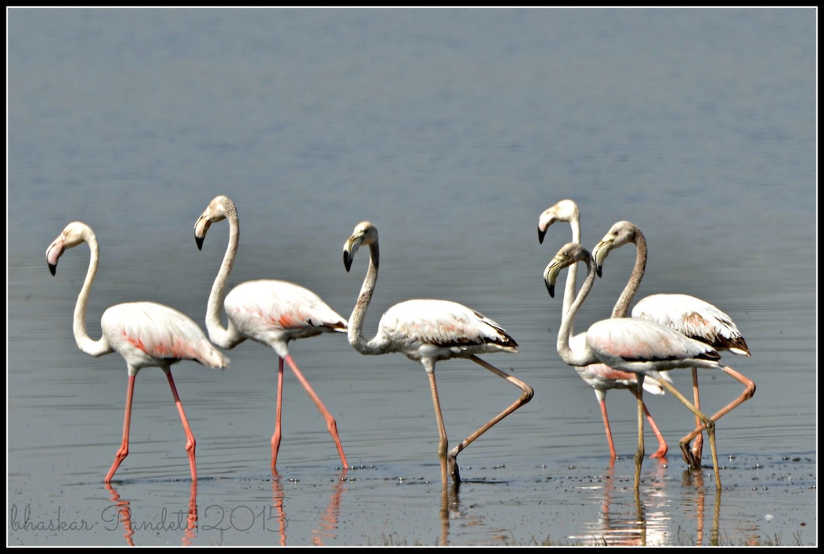 Greater Flamingo - ML39495981