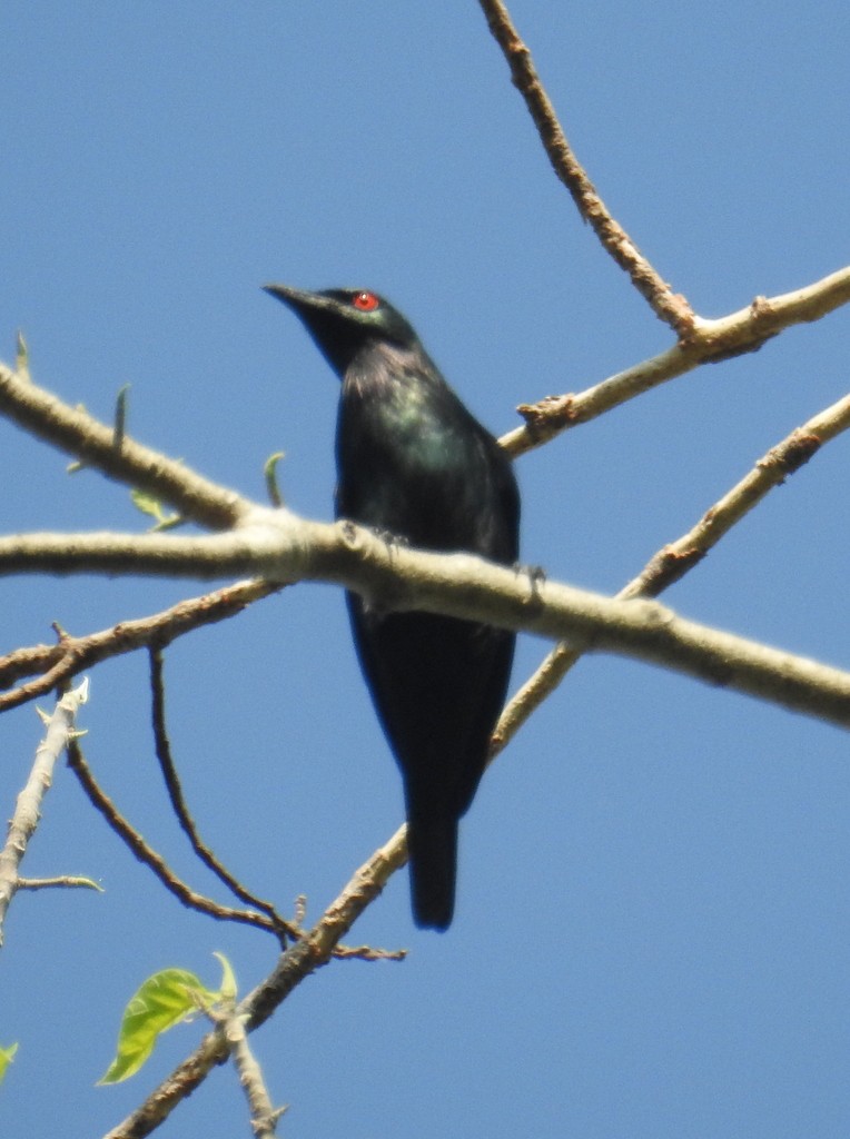 Short-tailed Starling - ML39496321