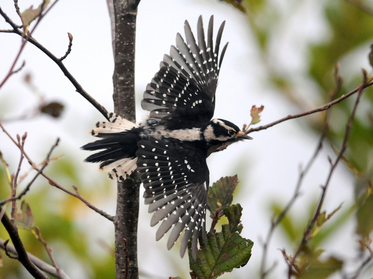 Downy Woodpecker (Pacific) - Ryan Merrill