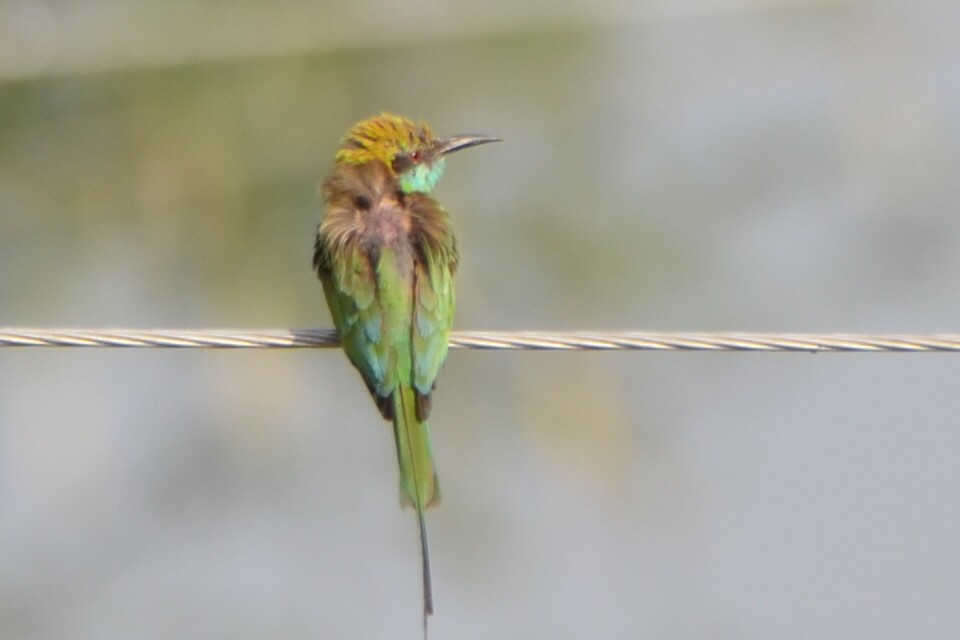 Asian Green Bee-eater - Bhaskar pandeti