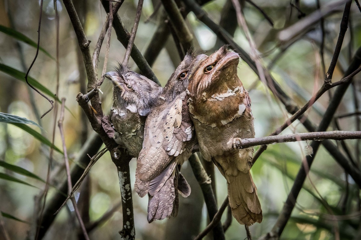 Philippine Frogmouth - ML394965801