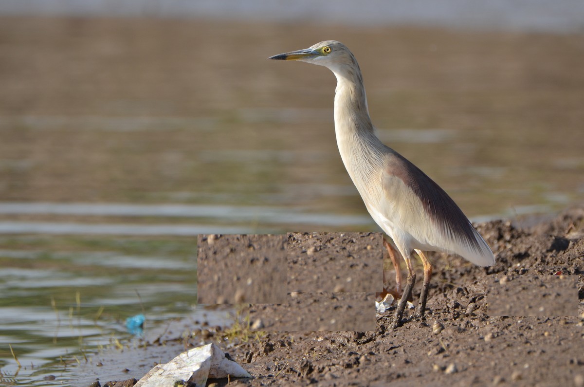 Indian Pond-Heron - ML39496661
