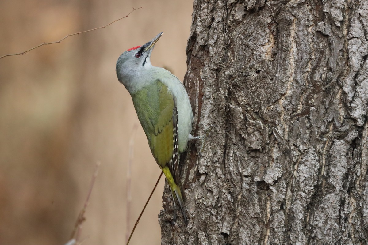 Gray-headed Woodpecker - Philippa K