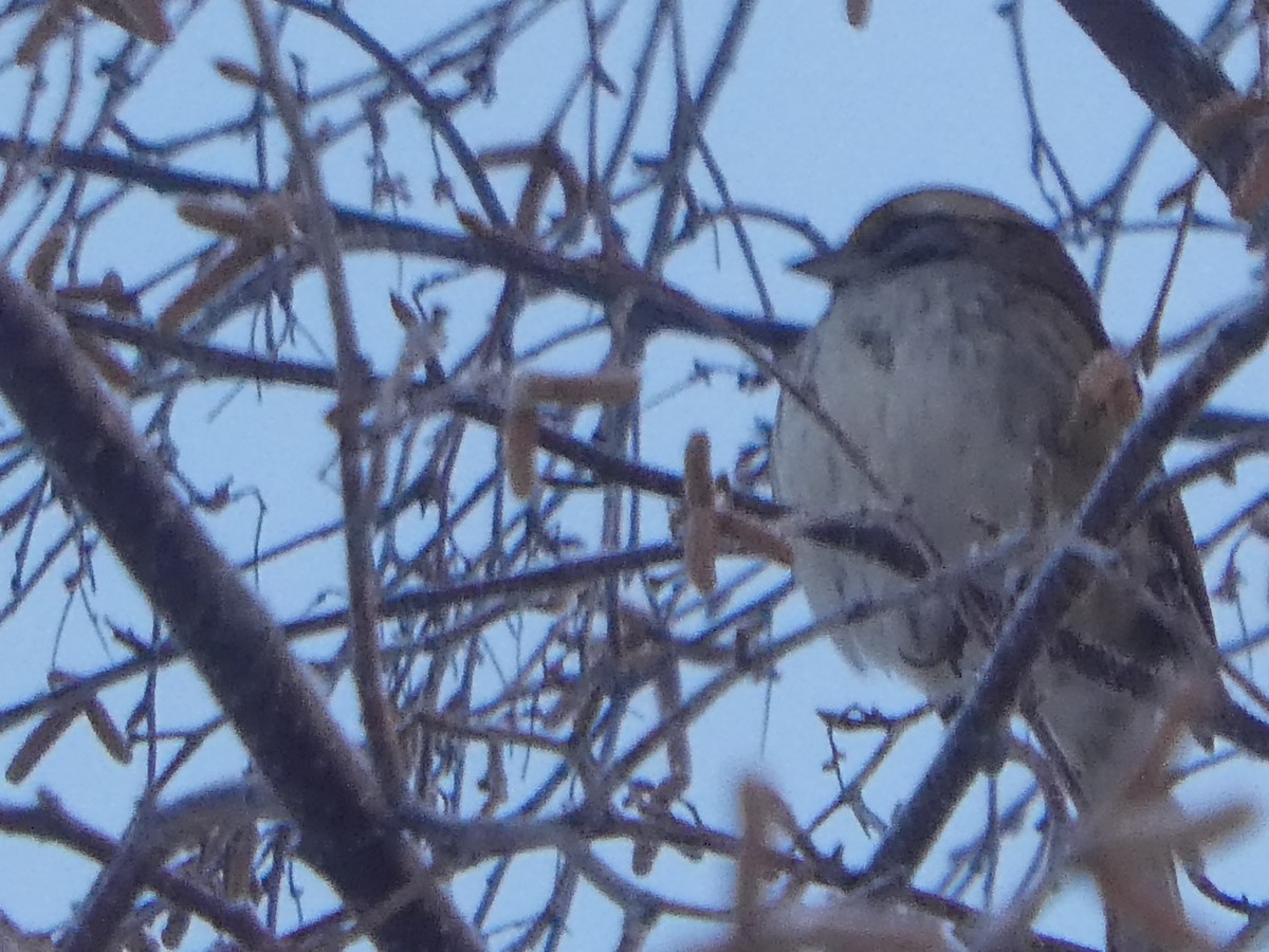 White-throated Sparrow - Julie-ann Bauer