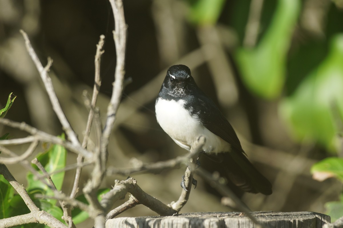 Willie-wagtail - ML394972631