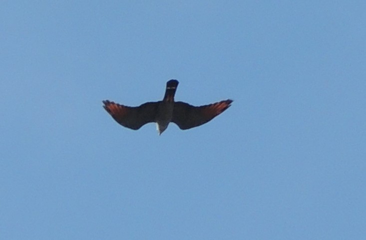 Plumbeous Kite - ML394979381