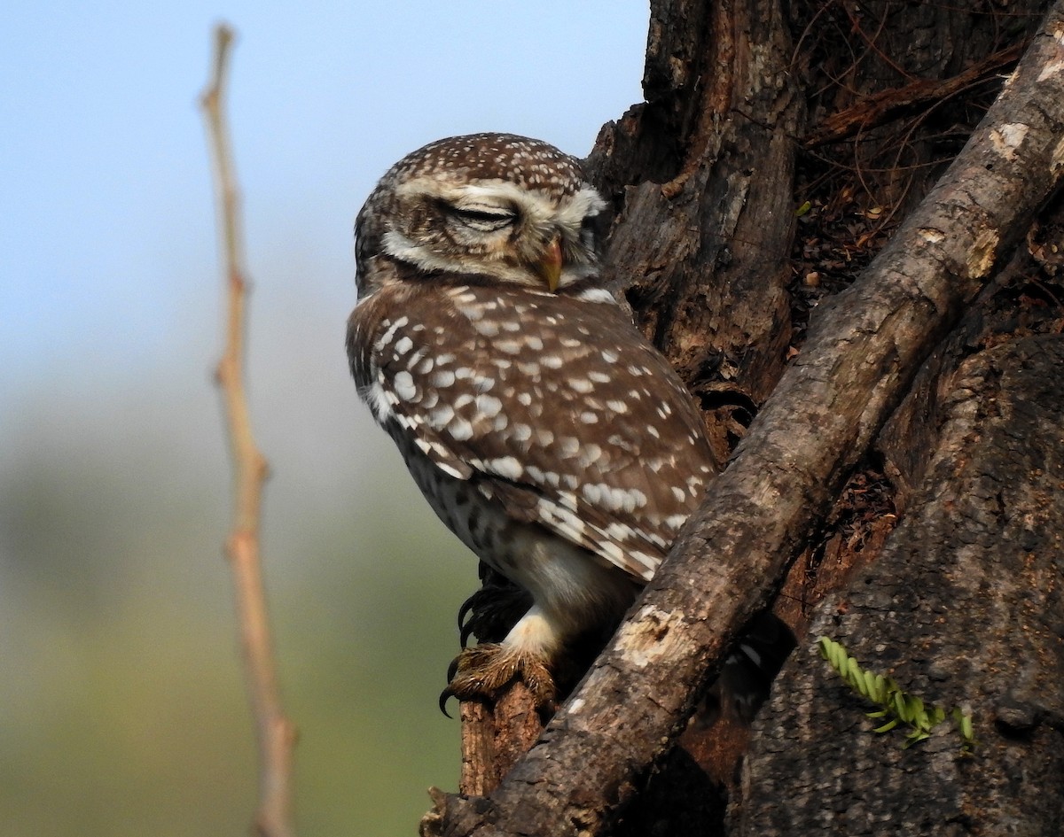 Spotted Owlet - Raju Kasambe