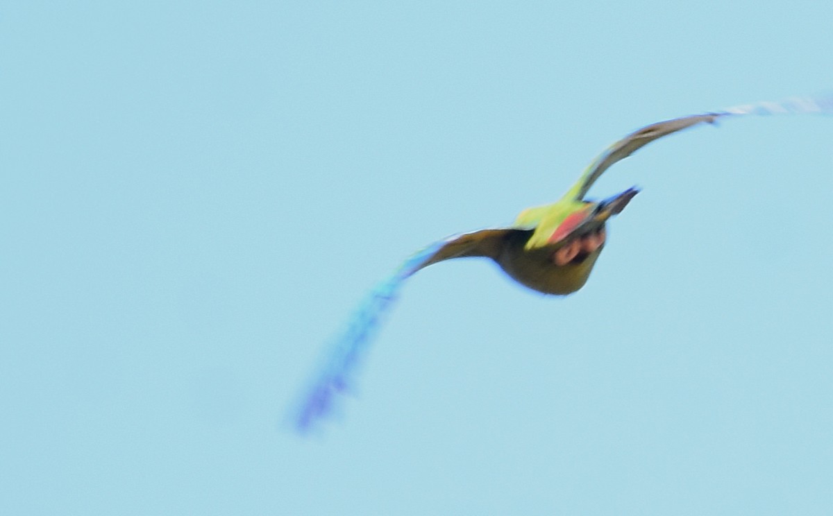 Yellow-collared Macaw - ML394998951
