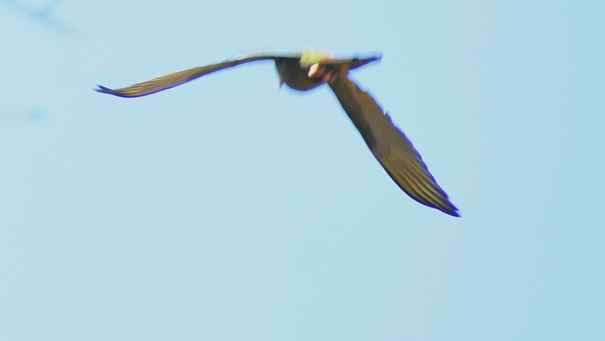 Yellow-collared Macaw - ML394999001
