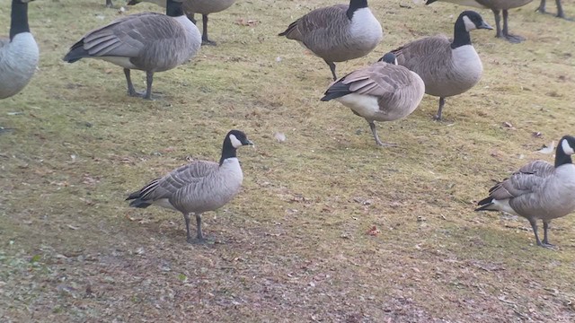 Cackling Goose (Richardson's) - ML395001711