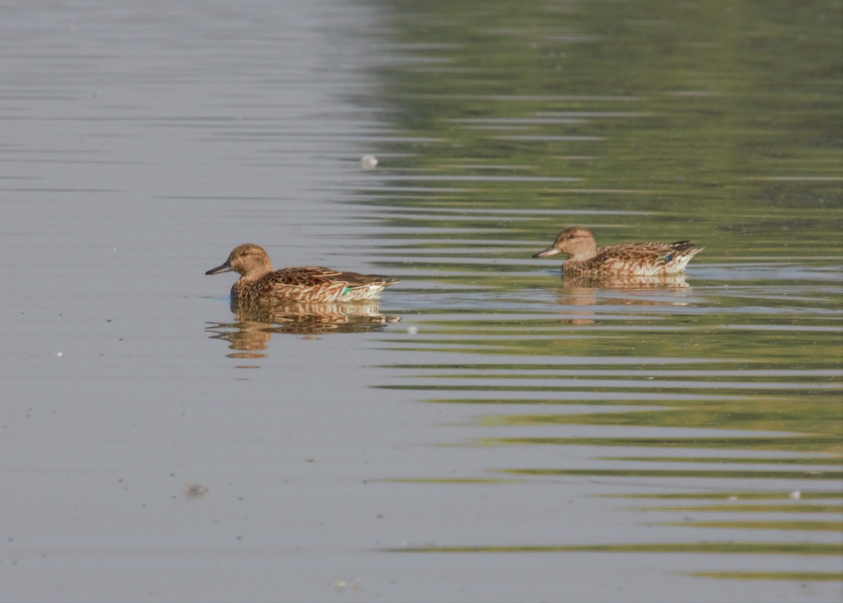Green-winged Teal - ML395002801