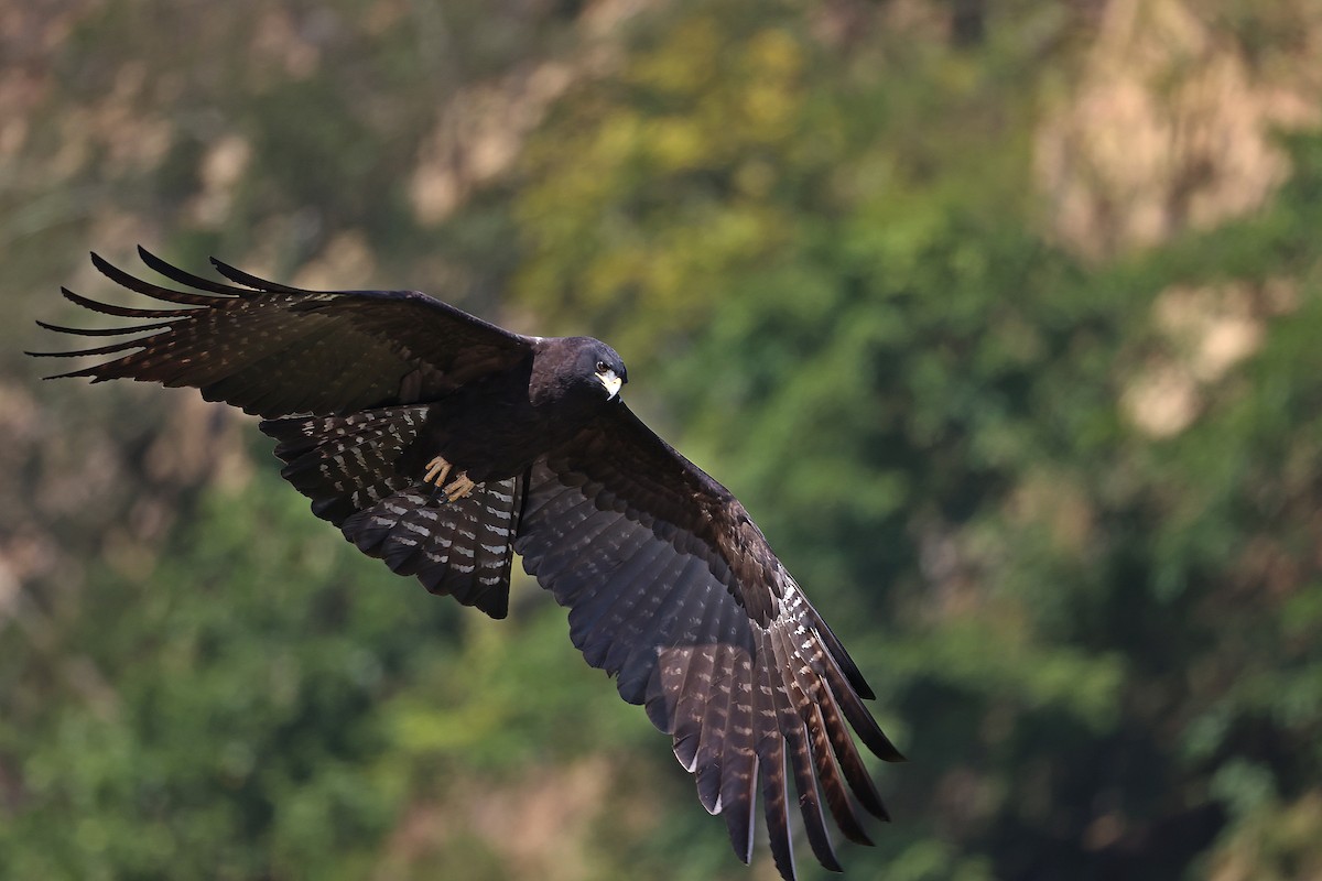 Black Eagle - Chien-wei Tseng
