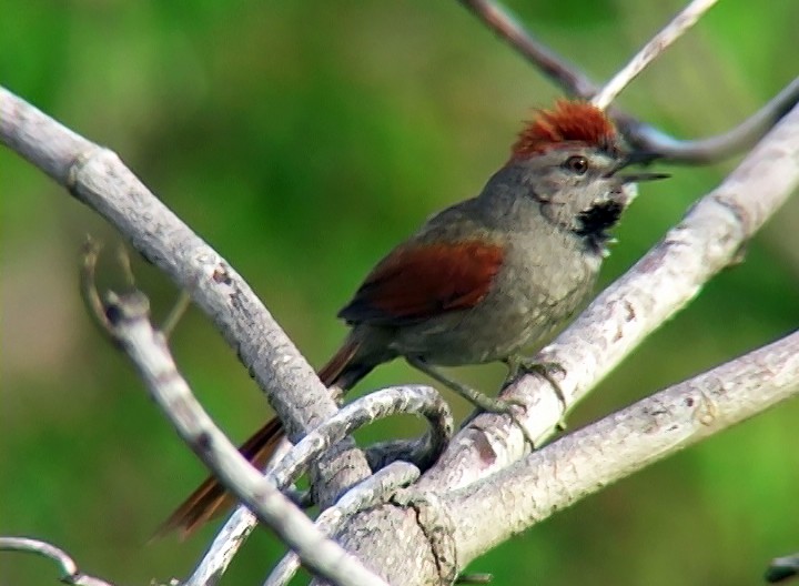 Sooty-fronted Spinetail - ML395005861