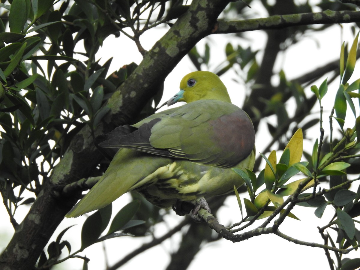 White-bellied Green-Pigeon - ML395006991