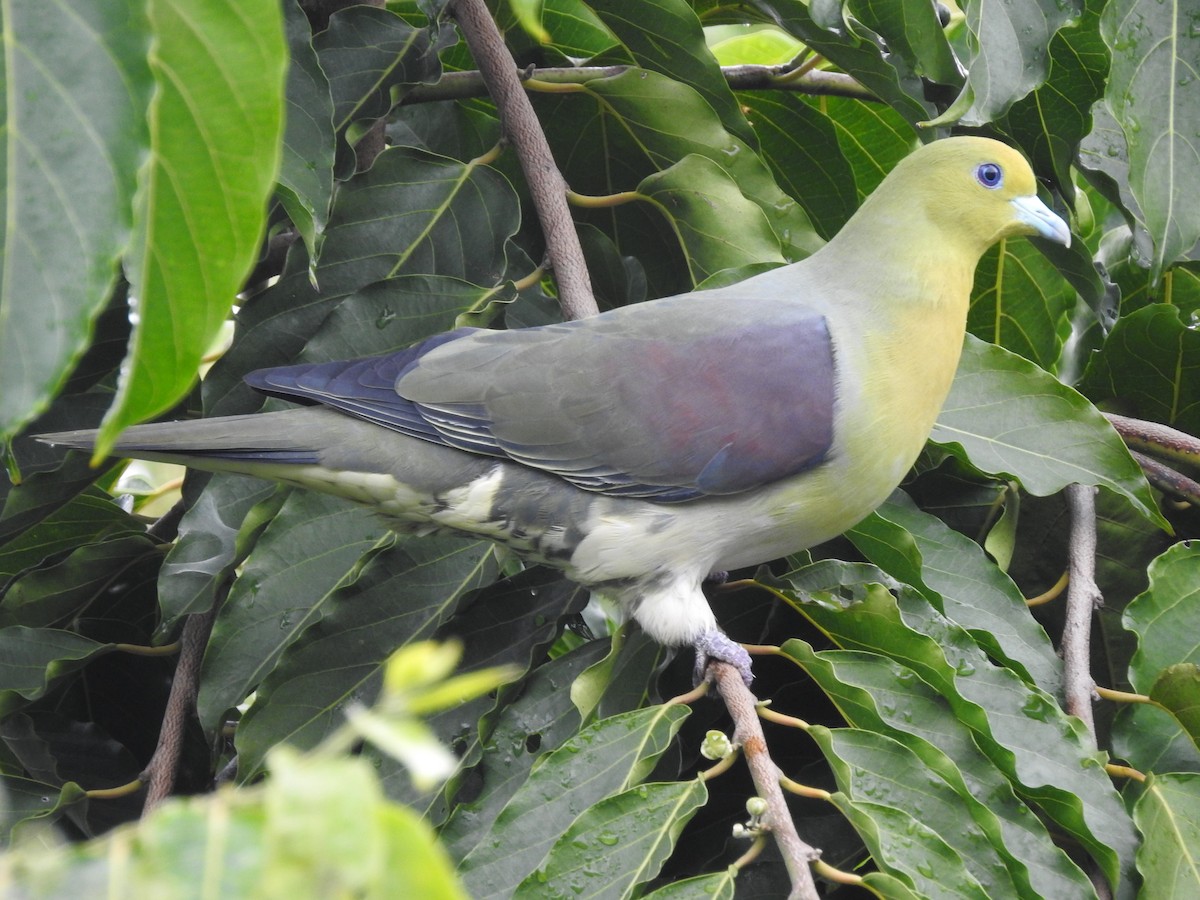 White-bellied Green-Pigeon - ML395007011