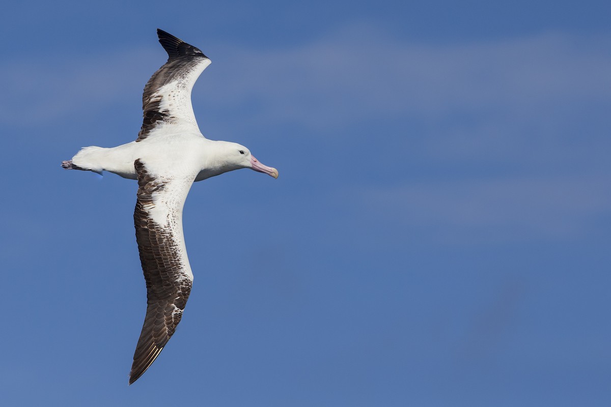 Southern Royal Albatross - Michael Stubblefield