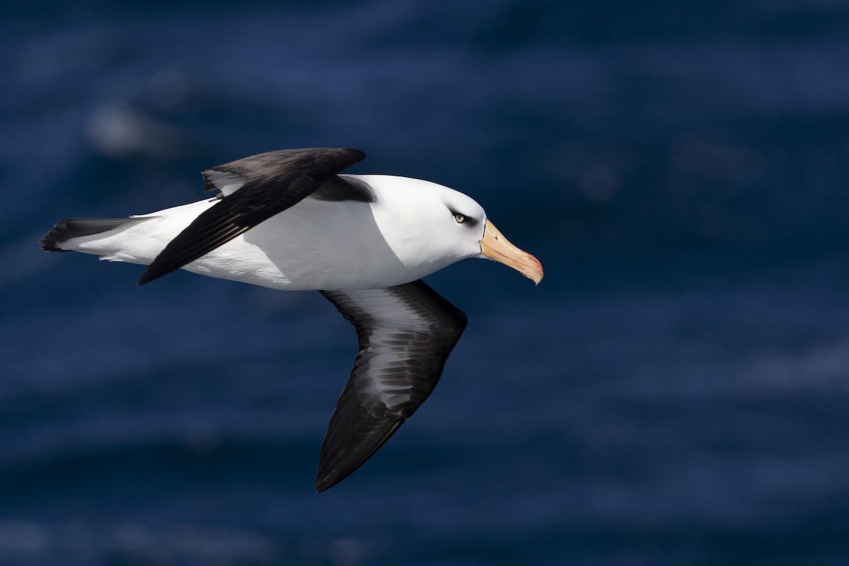 Albatros à sourcils noirs (impavida) - ML395009321