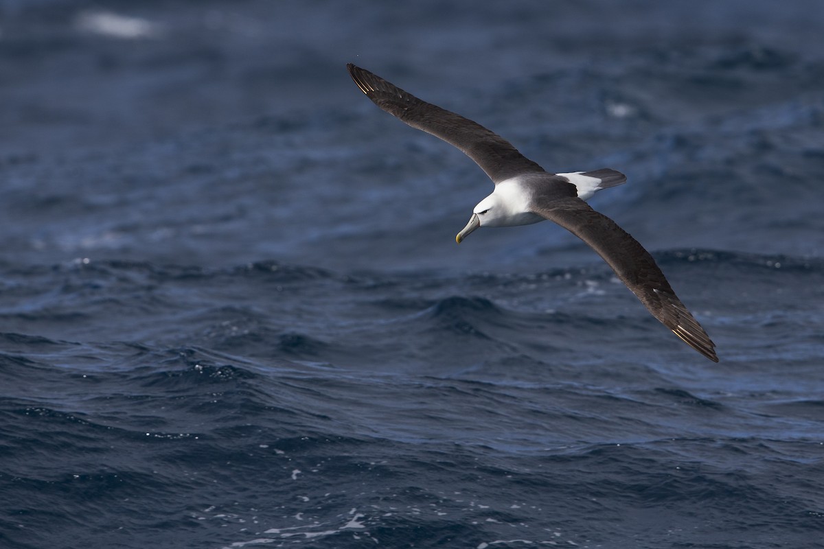 White-capped Albatross (steadi) - ML395010641