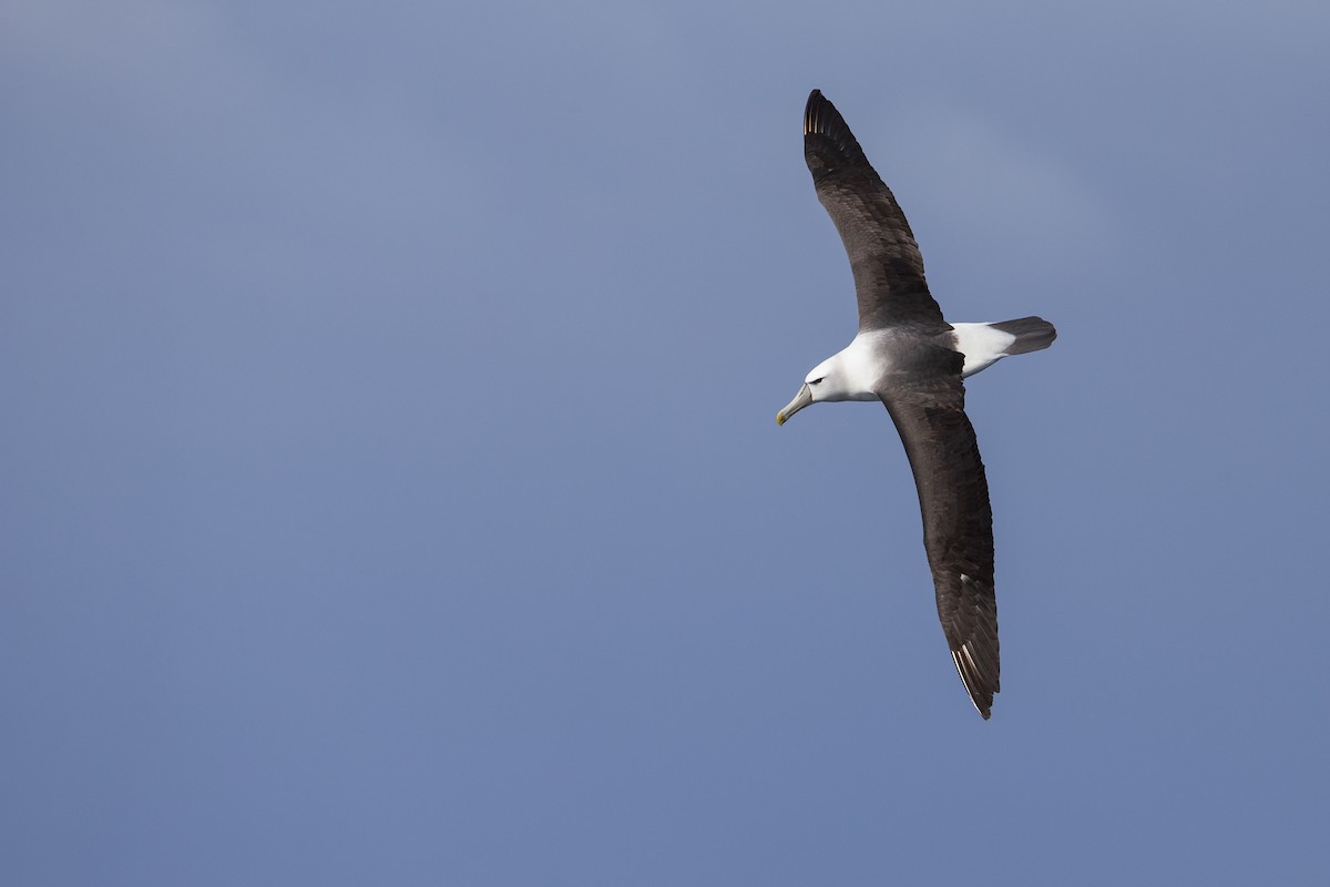 White-capped Albatross (steadi) - ML395010661