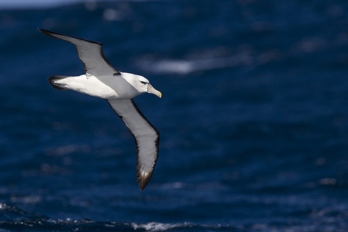 White-capped Albatross (steadi) - ML395010671
