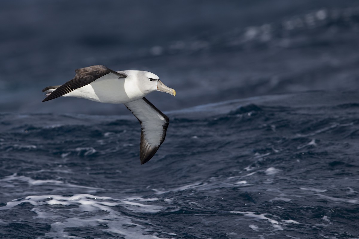 White-capped Albatross (steadi) - ML395010681
