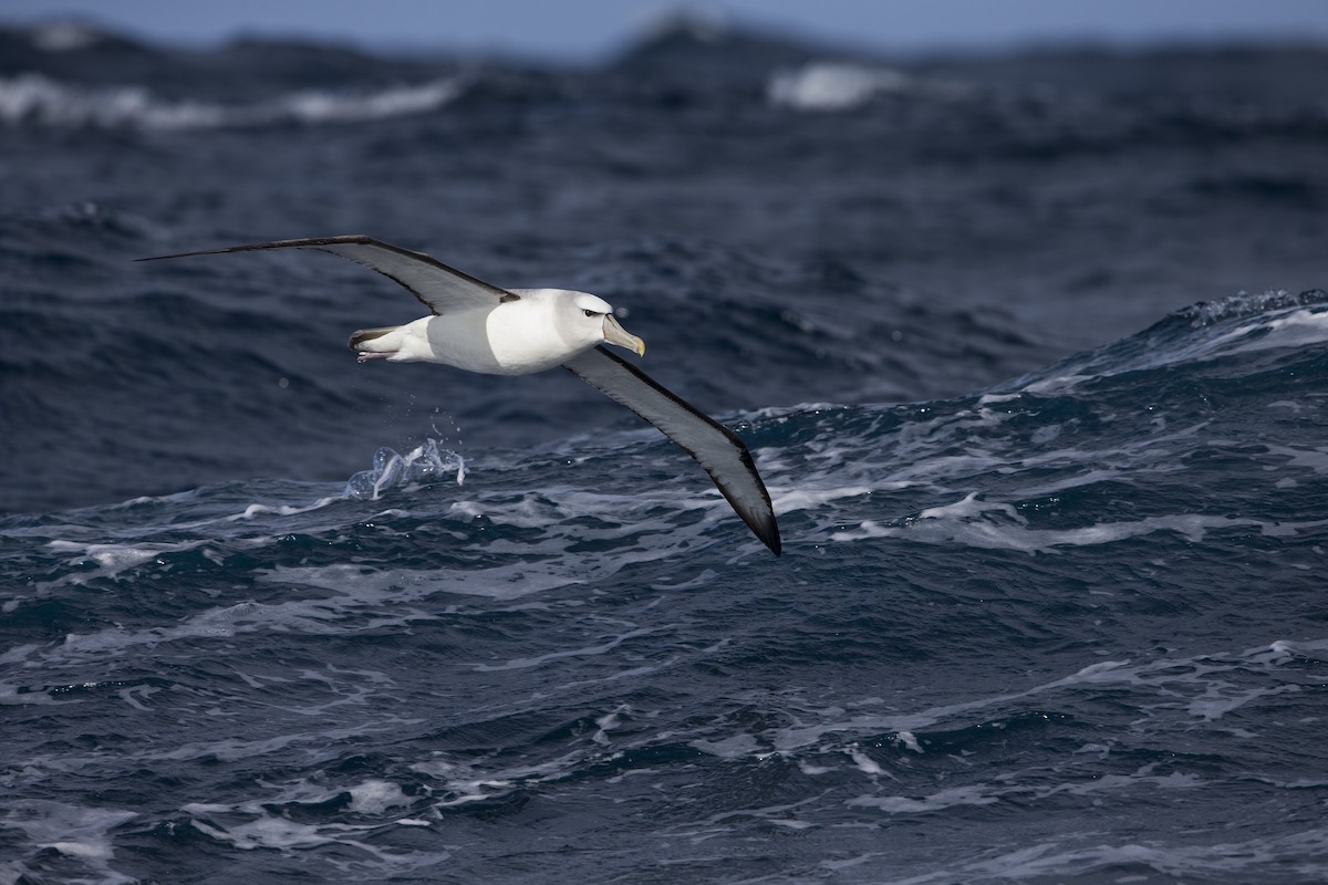 White-capped Albatross (steadi) - ML395010711