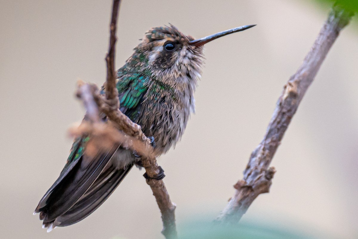 Speckled Hummingbird - ML395011031