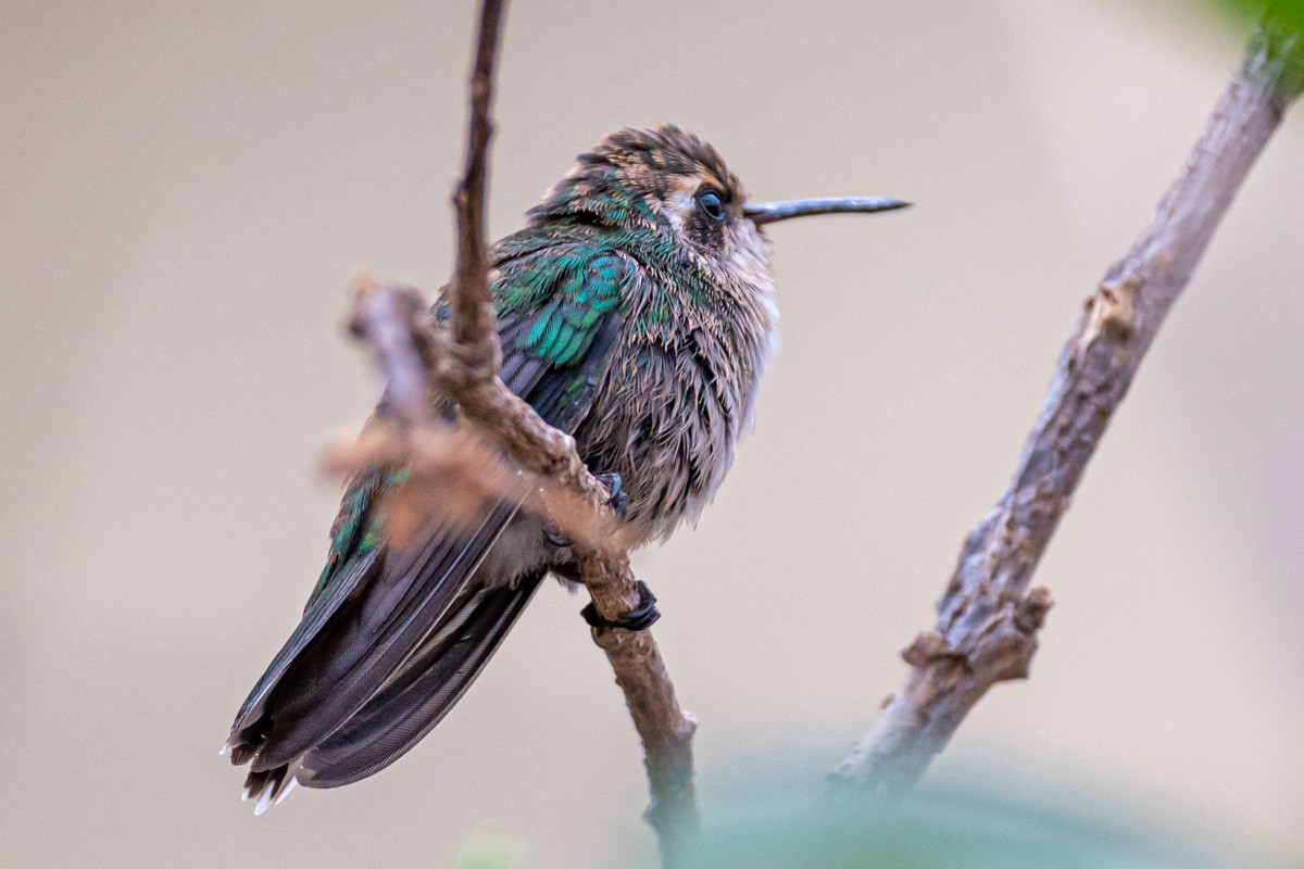 Speckled Hummingbird - ML395011051